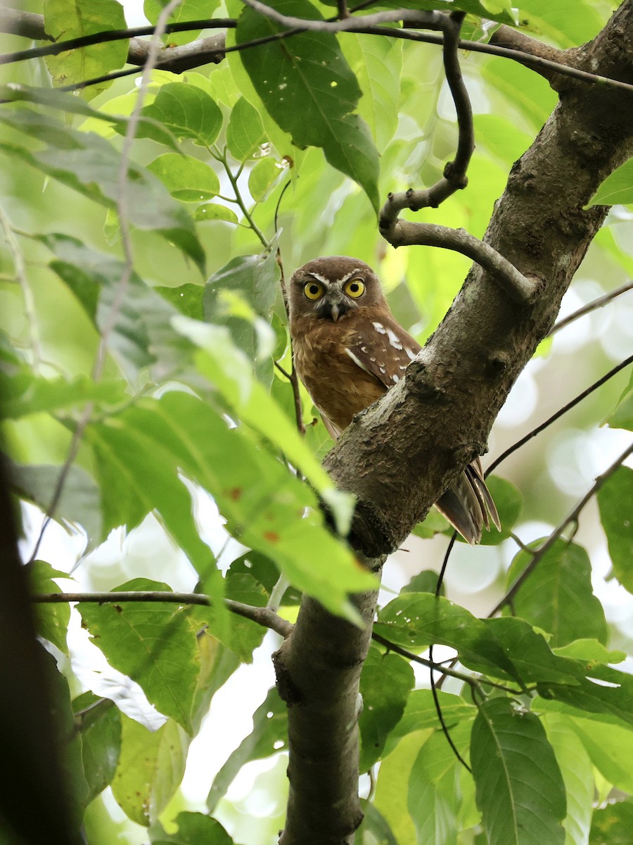 Ninoxe ocrée - ML645066593