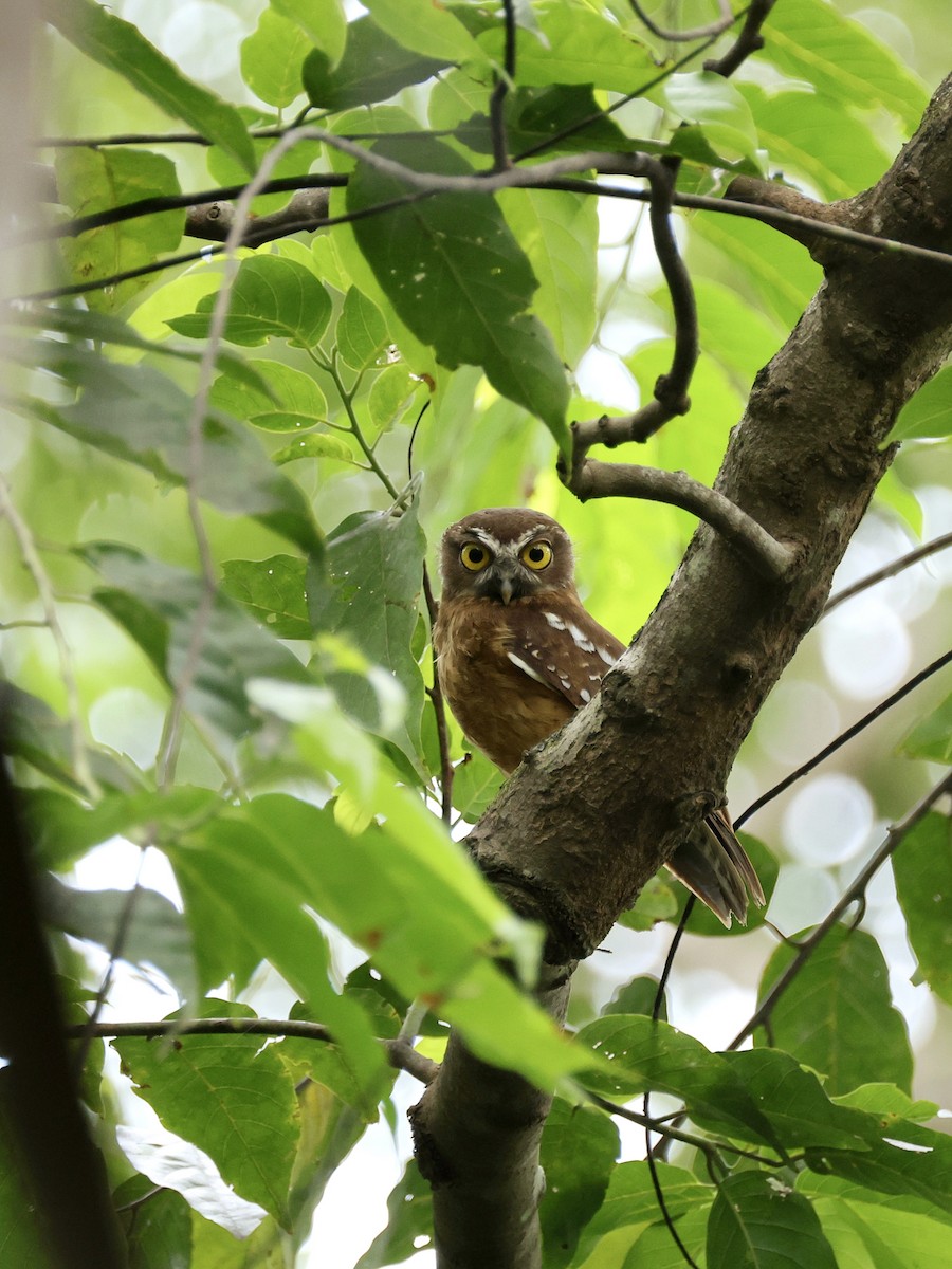 Ninoxe ocrée - ML645066596