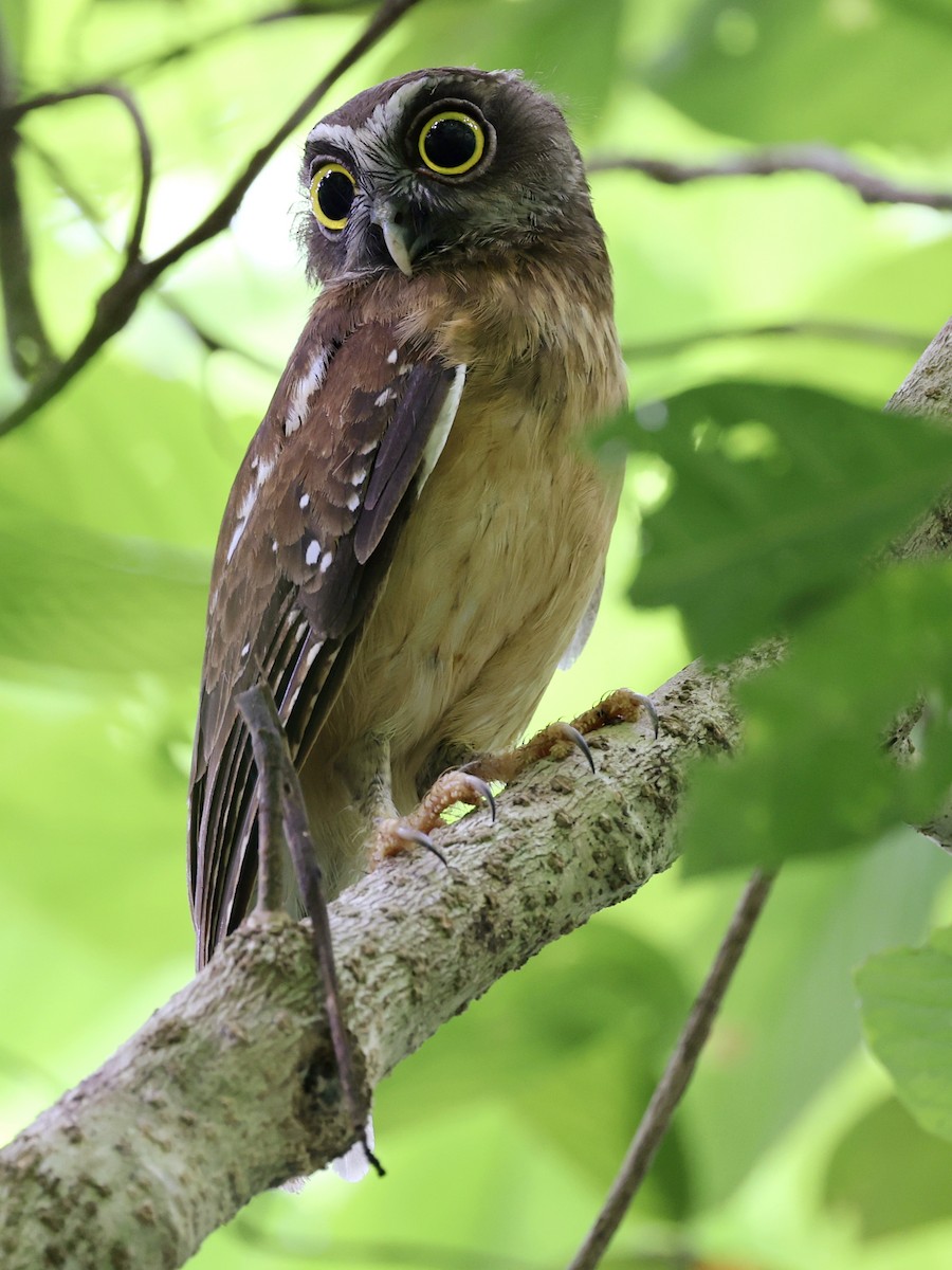 Ninoxe ocrée - ML645066598