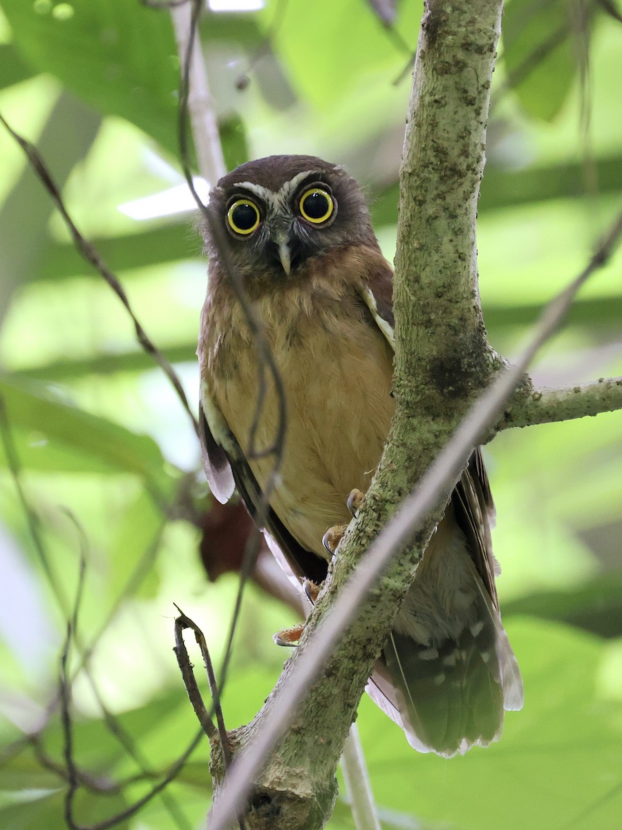 Ninoxe ocrée - ML645066599