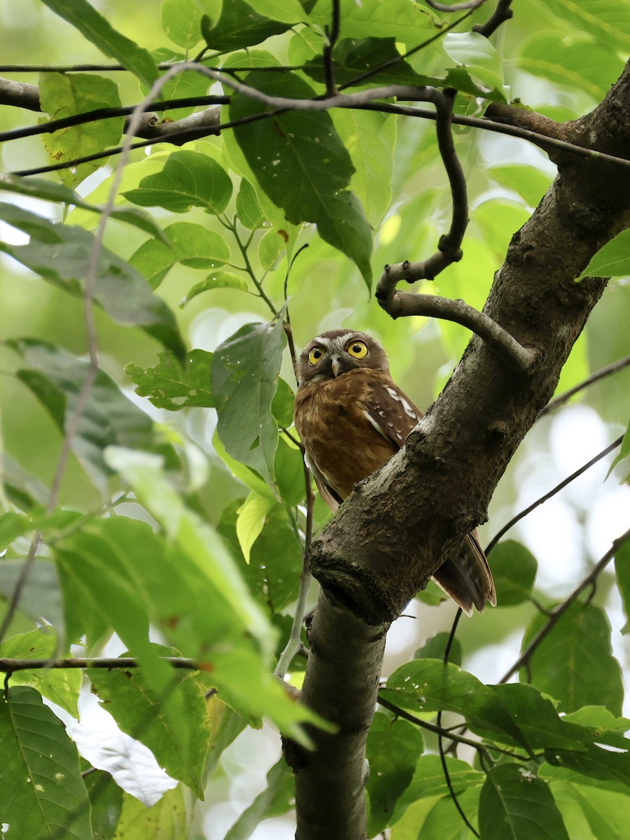 Ninoxe ocrée - ML645066600