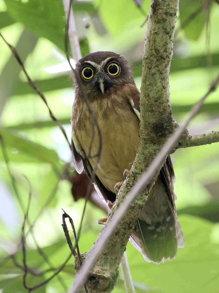 Ninoxe ocrée - ML645066602