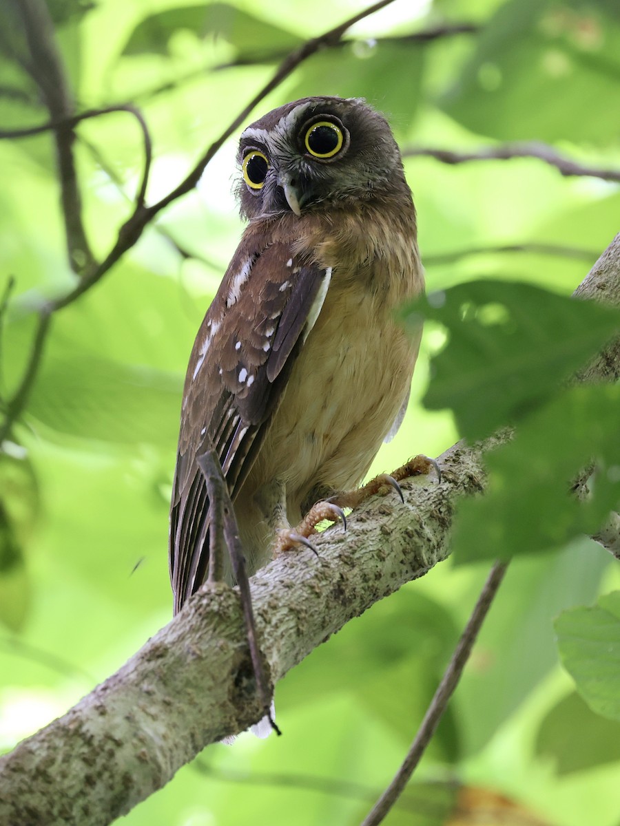 Ninoxe ocrée - ML645066603