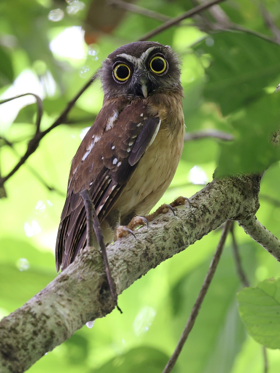 Ninoxe ocrée - ML645066604