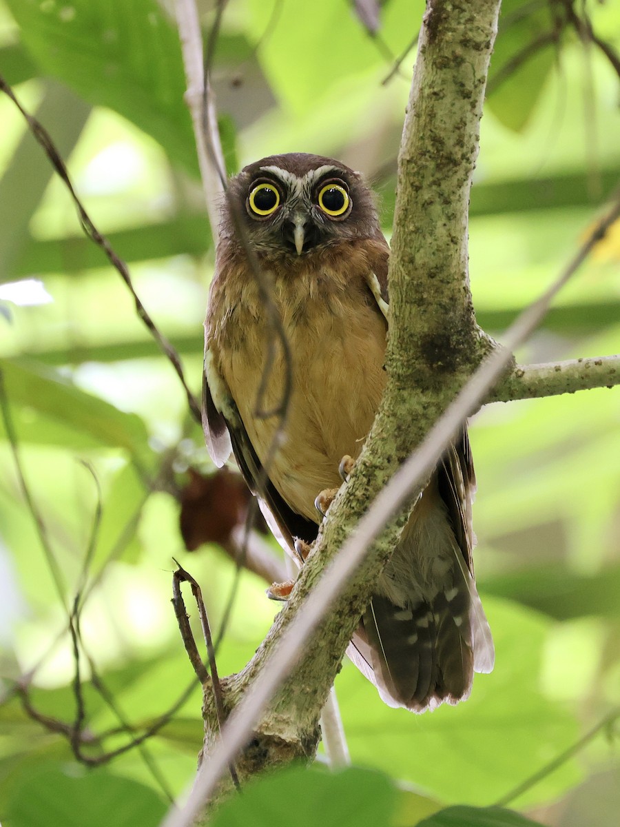 Ninoxe ocrée - ML645066605