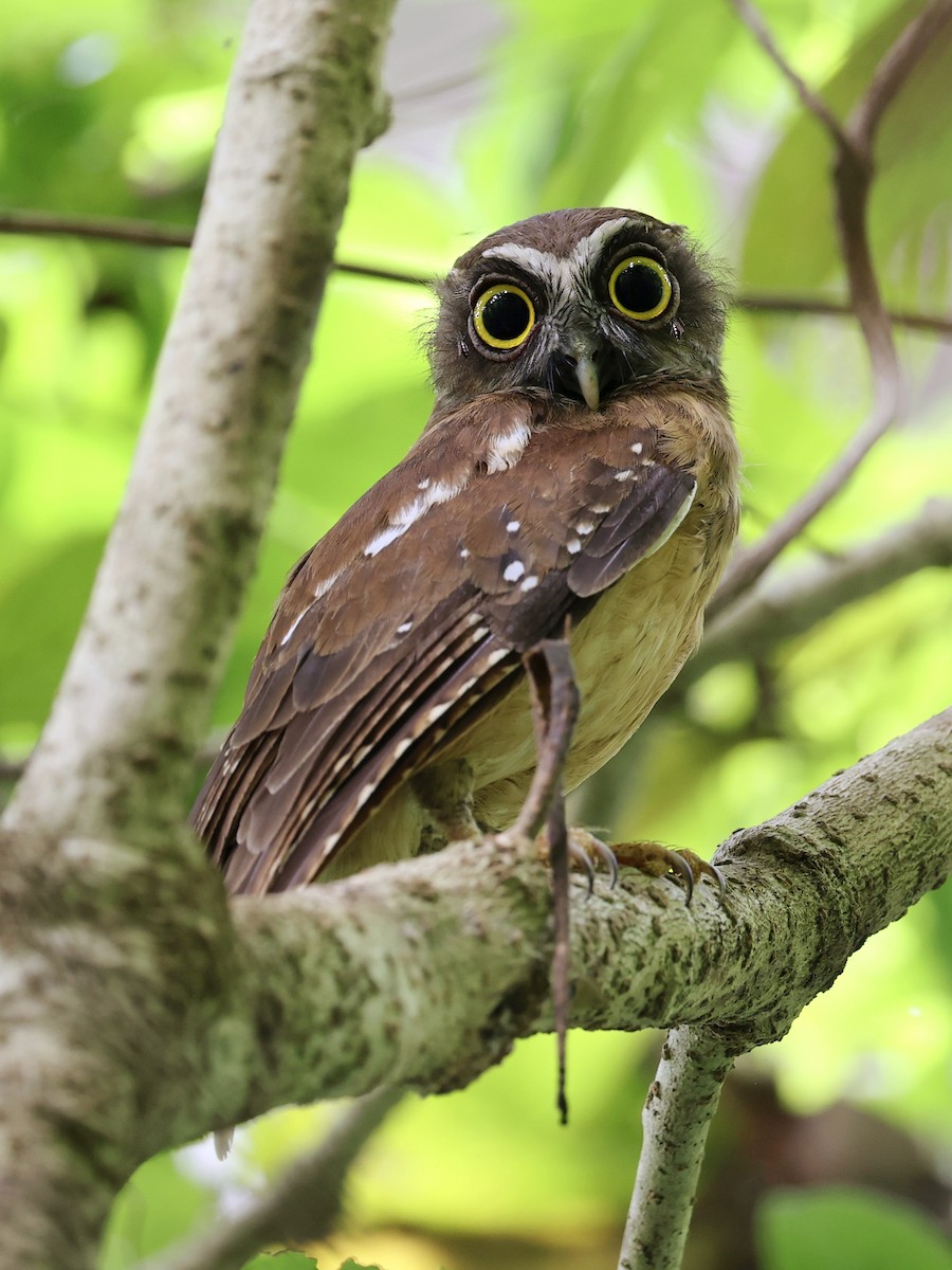 Ninoxe ocrée - ML645066607