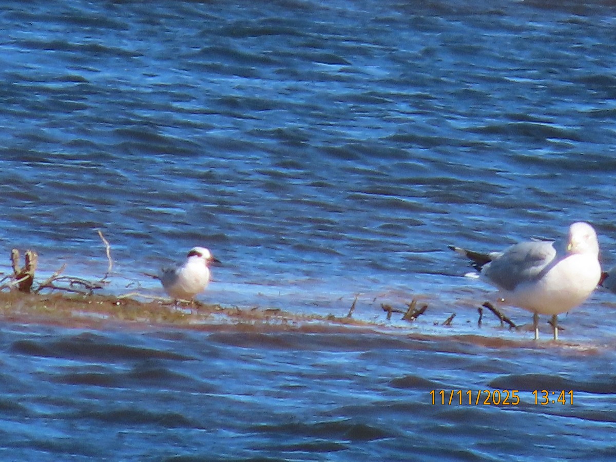 Forster's Tern - ML645066642