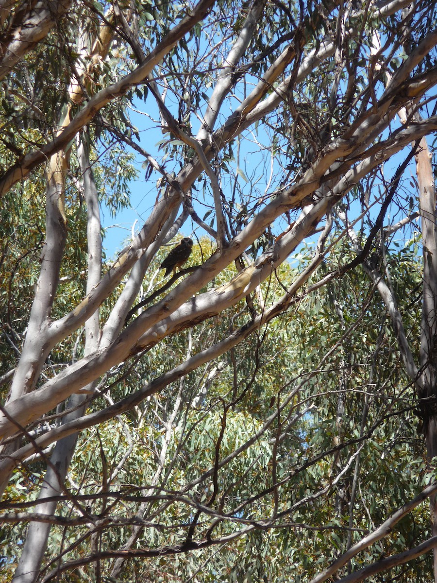 Australian Boobook - ML645066650