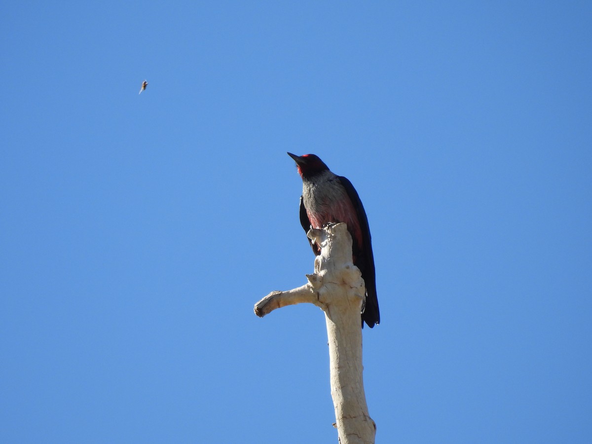 Lewis's Woodpecker - ML645066661