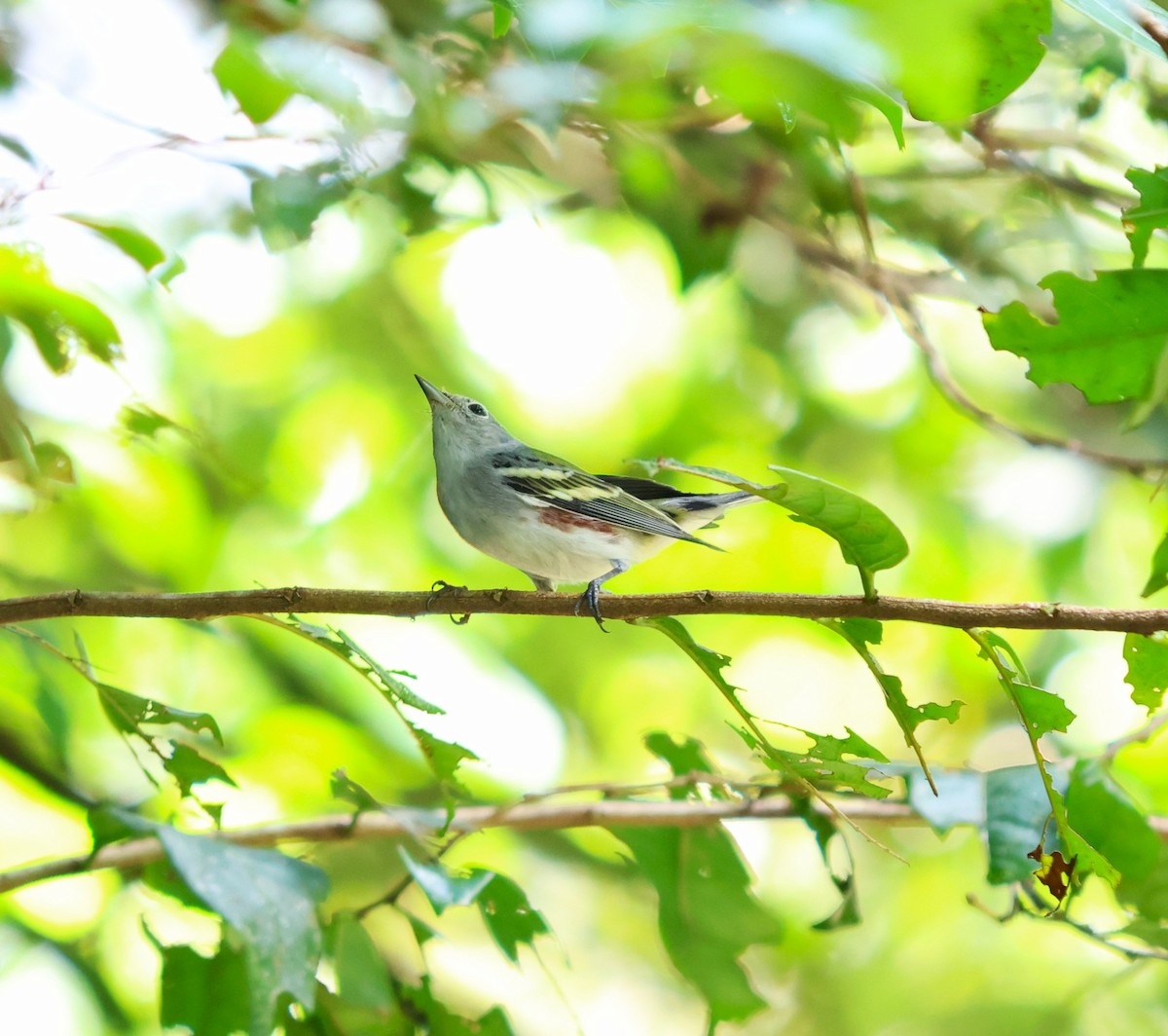 ワキチャアメリカムシクイ - ML645066662