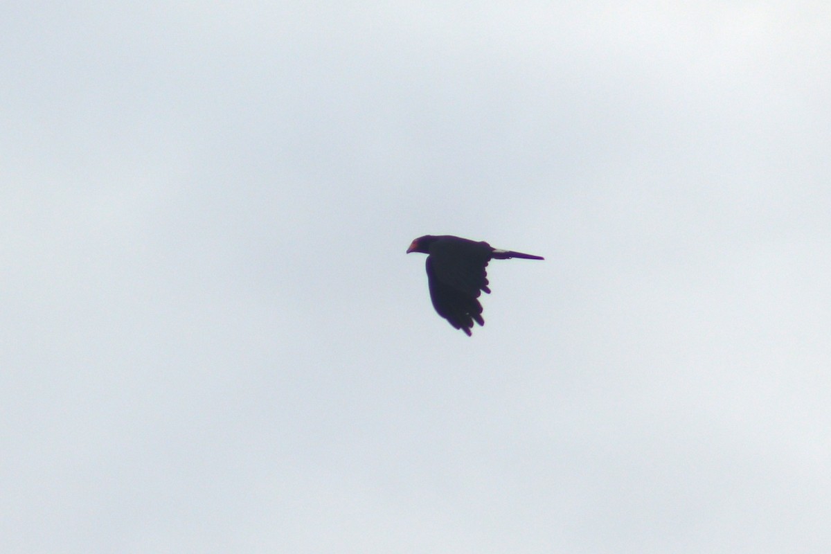 Siyah Karakara - ML645066700