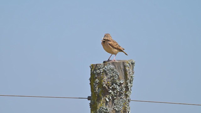 lark sp. - ML645066721