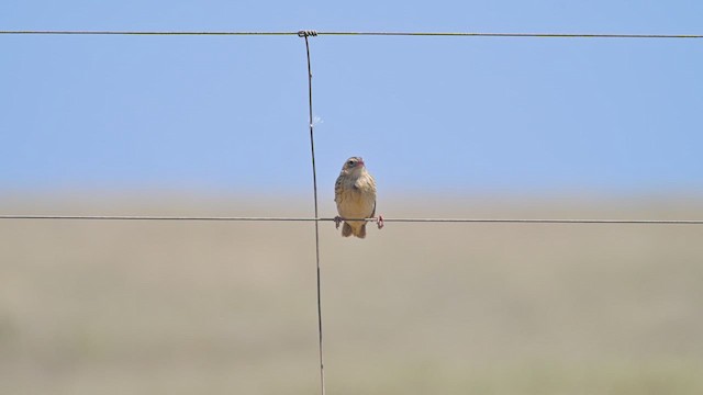 Long-tailed Widowbird - ML645066724