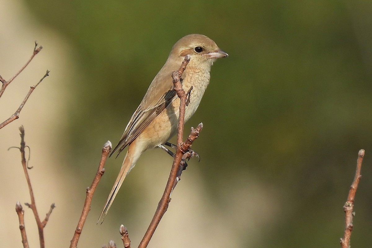 Isabellwürger - ML645066746