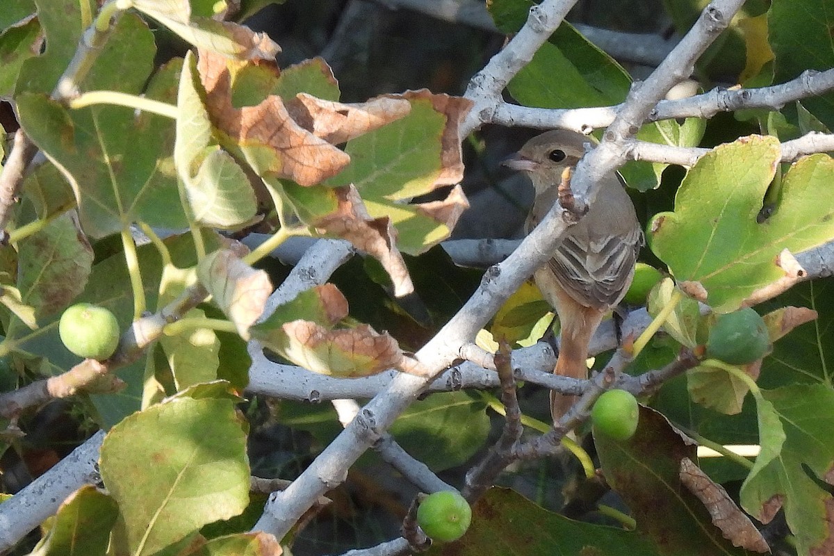 Isabellwürger - ML645066747