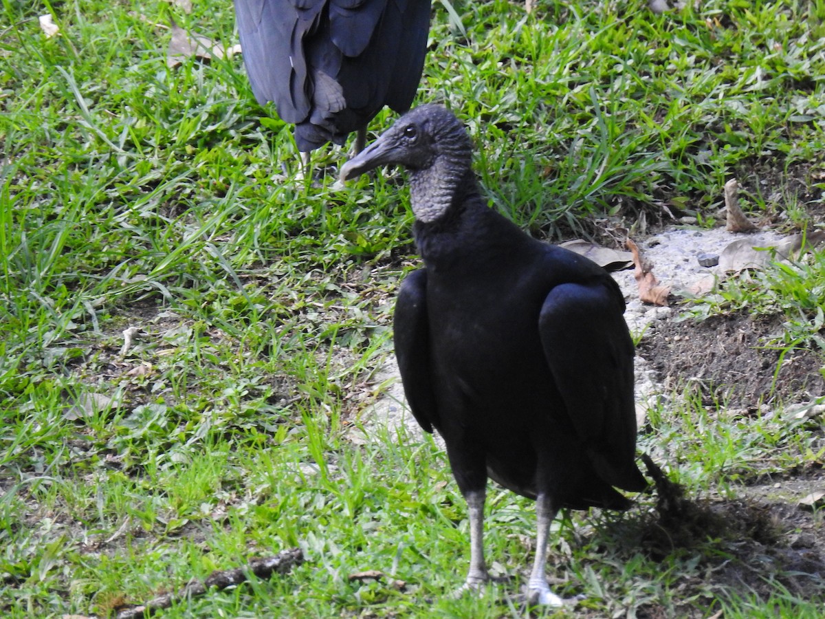 Black Vulture - ML645066749