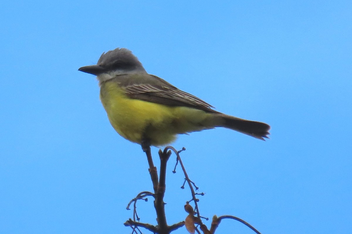 Tropical Kingbird - ML645066767