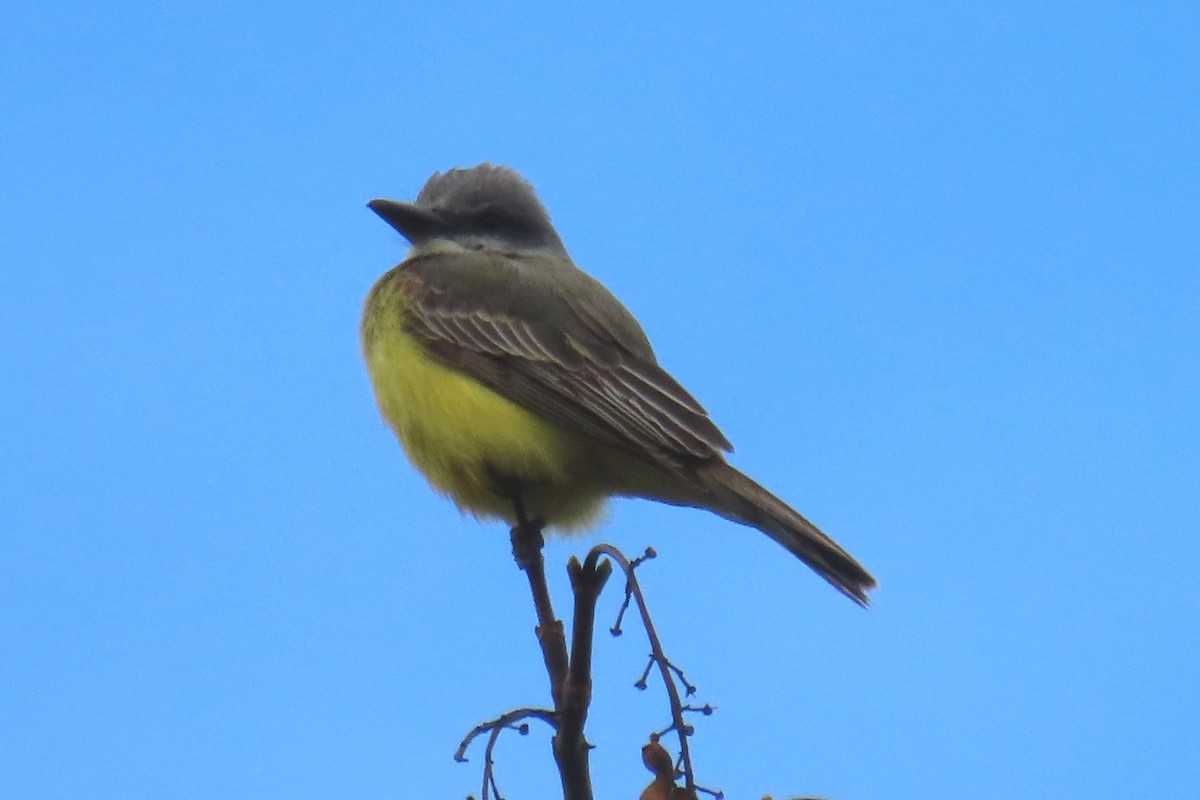 Tropical Kingbird - ML645066768