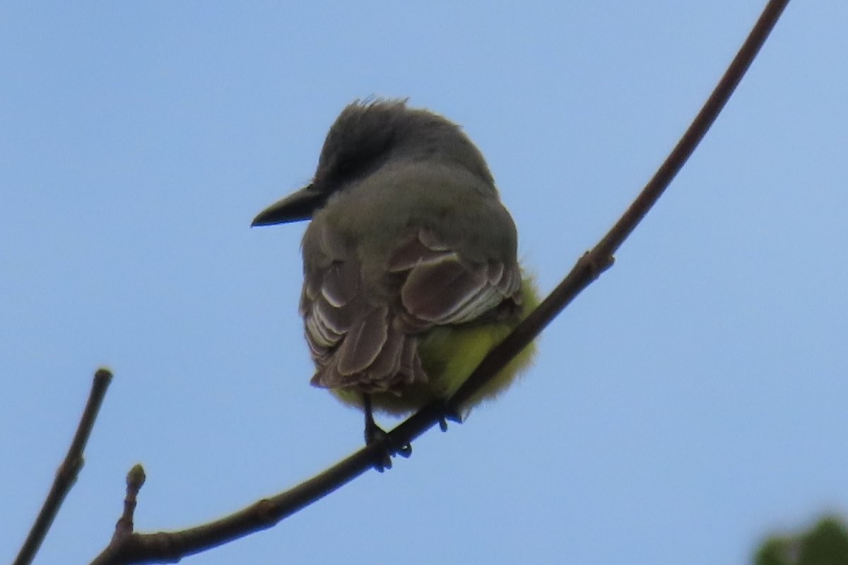 Tropical Kingbird - ML645066772