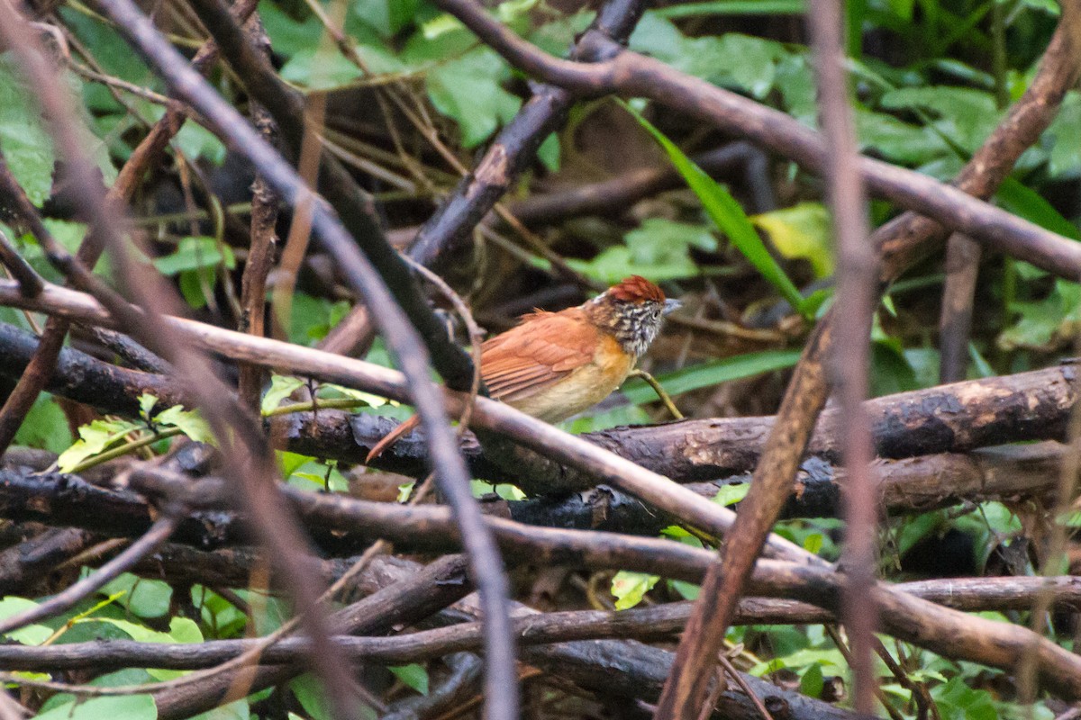 Batará Barrado - ML645066773