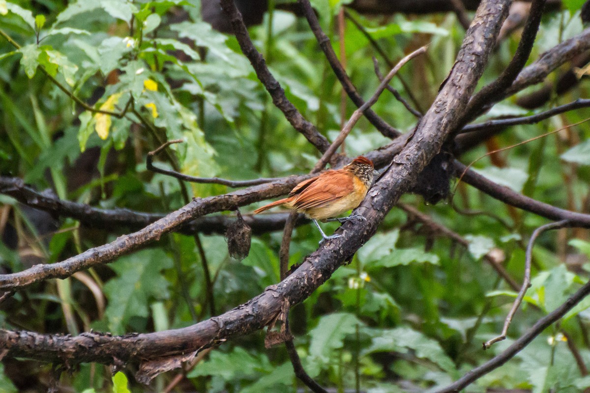 Batará Barrado - ML645066775