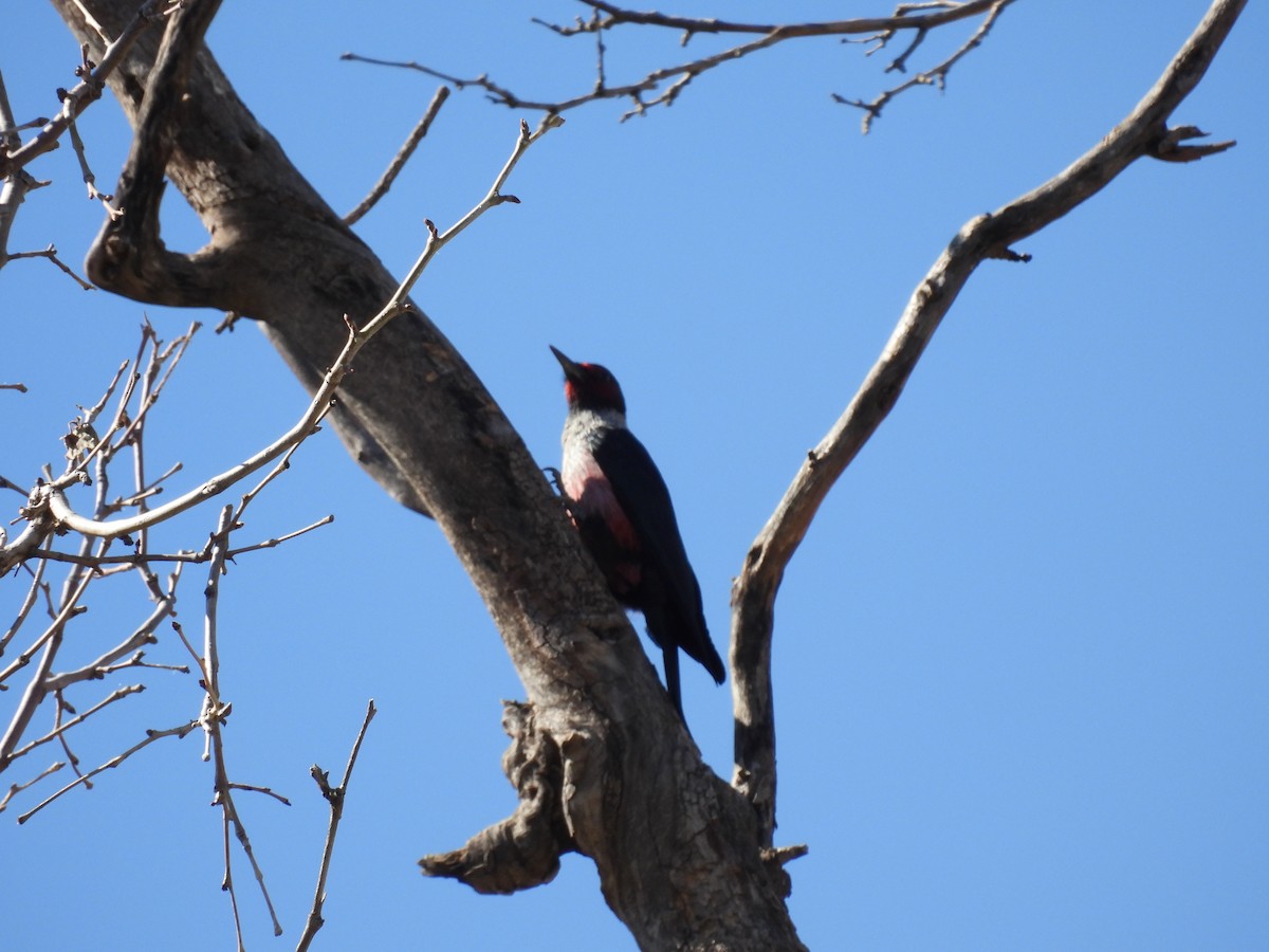 Lewis's Woodpecker - ML645066779