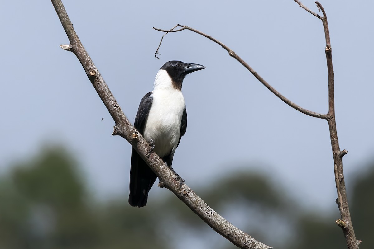 Piping Crow - ML645066781