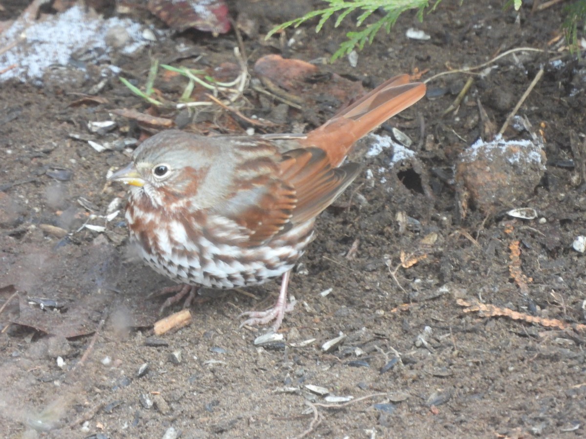 Fox Sparrow - ML645066784