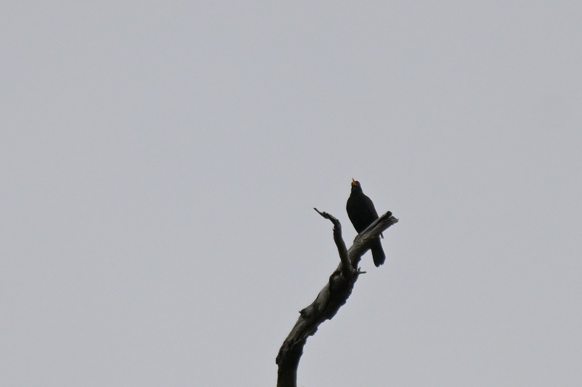 Zozo arrunta - ML645066785