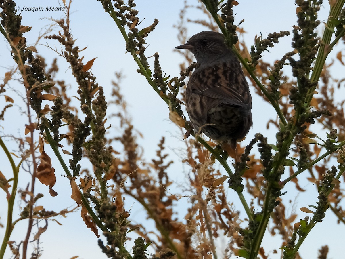 Tuntun arrunta - ML645066788