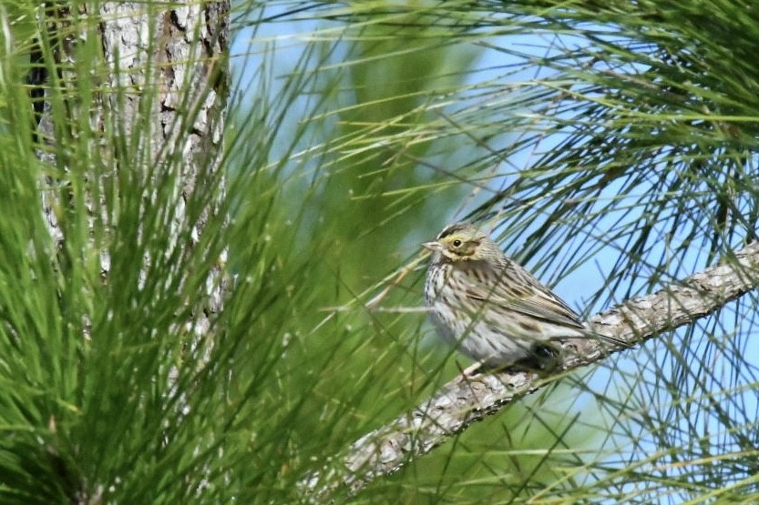 Savannah Sparrow - ML645066789