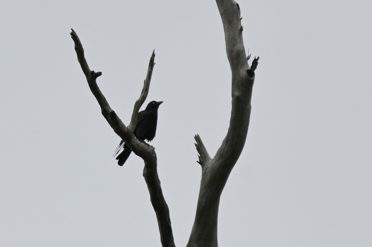 Little Raven - ML645066790