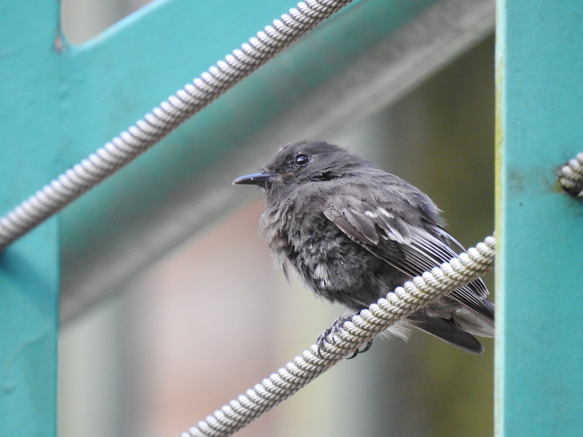 Black Phoebe - ML645066792