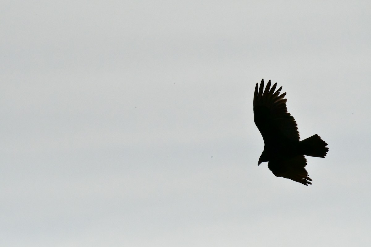 Zopilote indioilarra - ML645066794