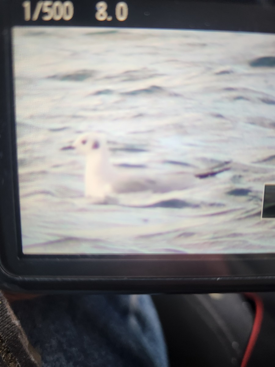 Bonaparte's Gull - ML645066797