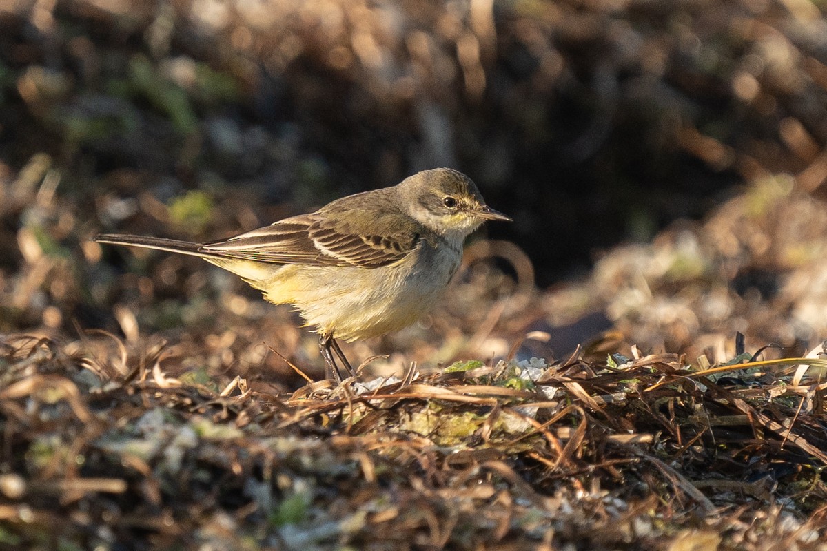 Larre-buztanikara - ML645066798