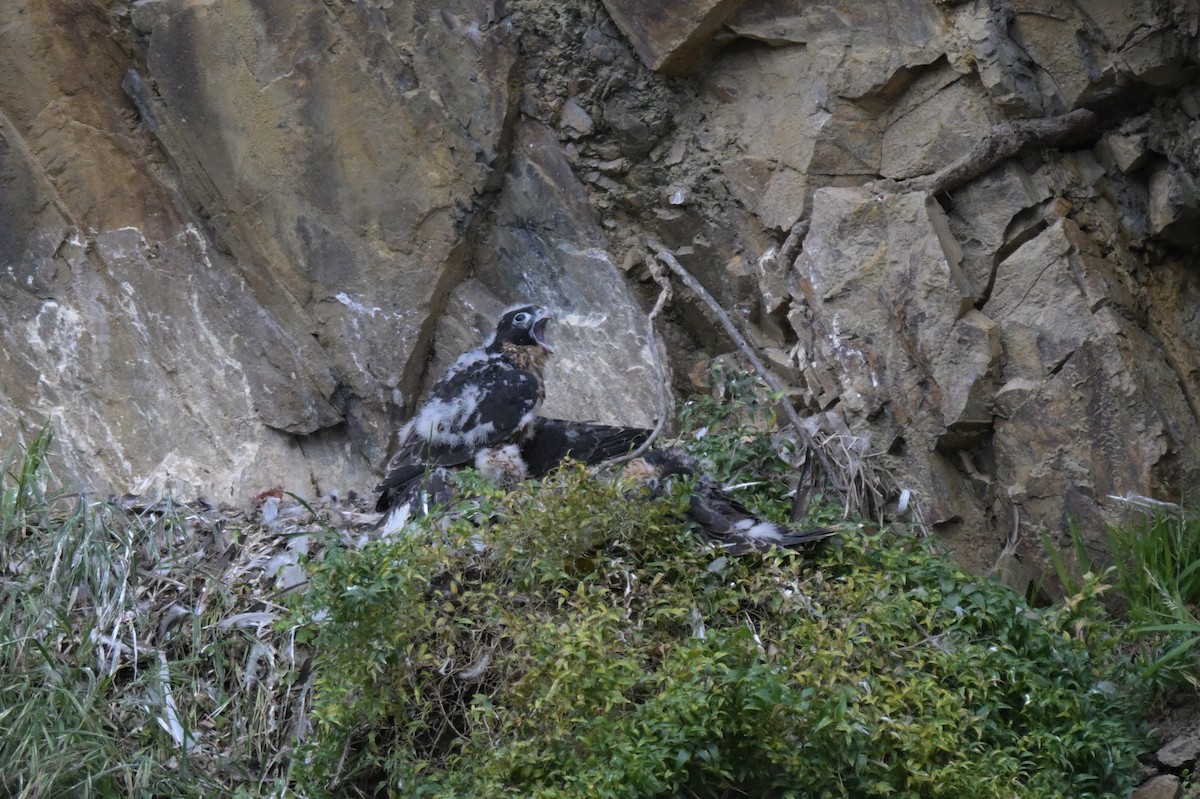 Belatz handia - ML645066799