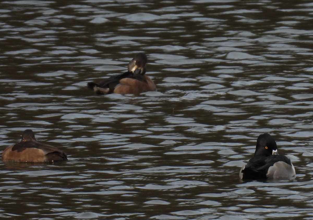 Murgilari lepokoduna - ML645066800