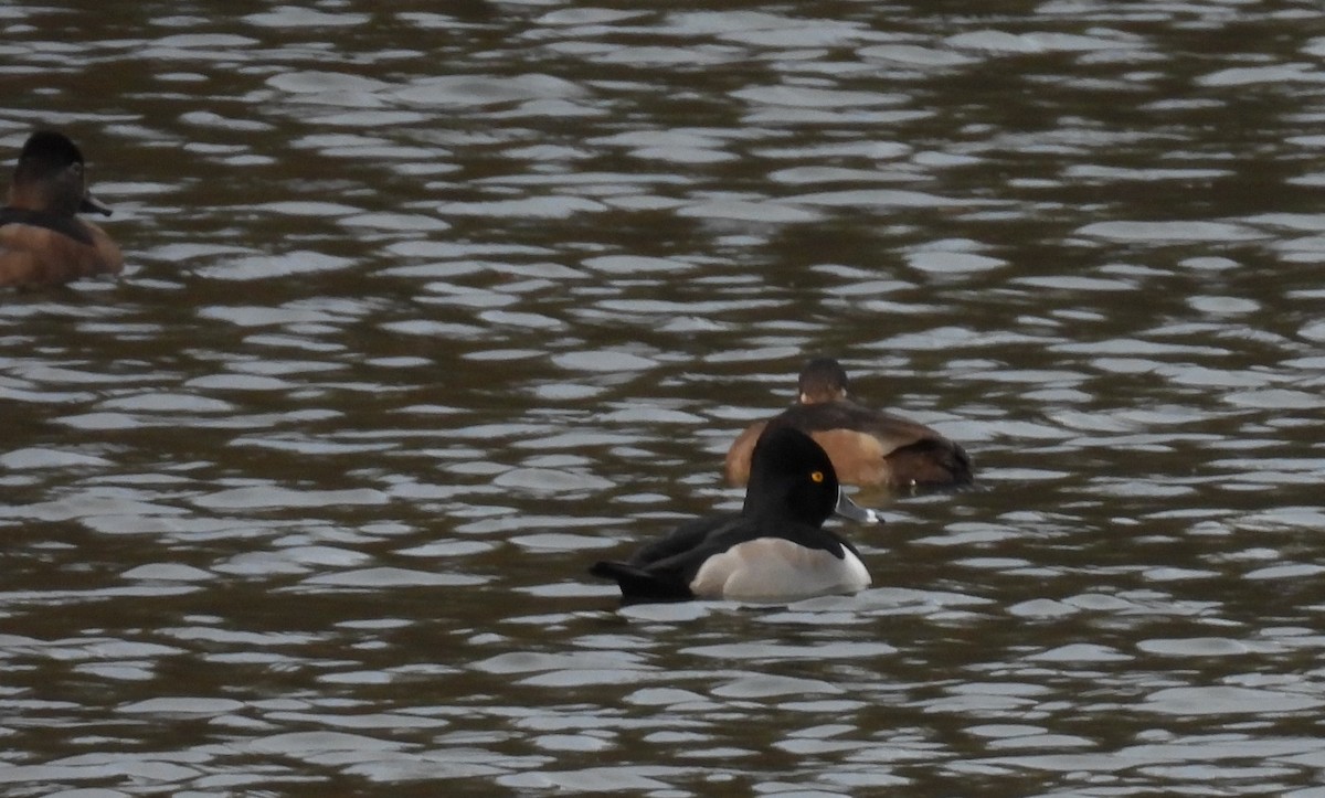 Murgilari lepokoduna - ML645066801