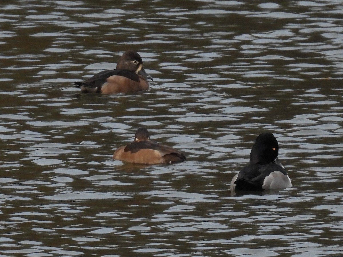 Murgilari lepokoduna - ML645066802