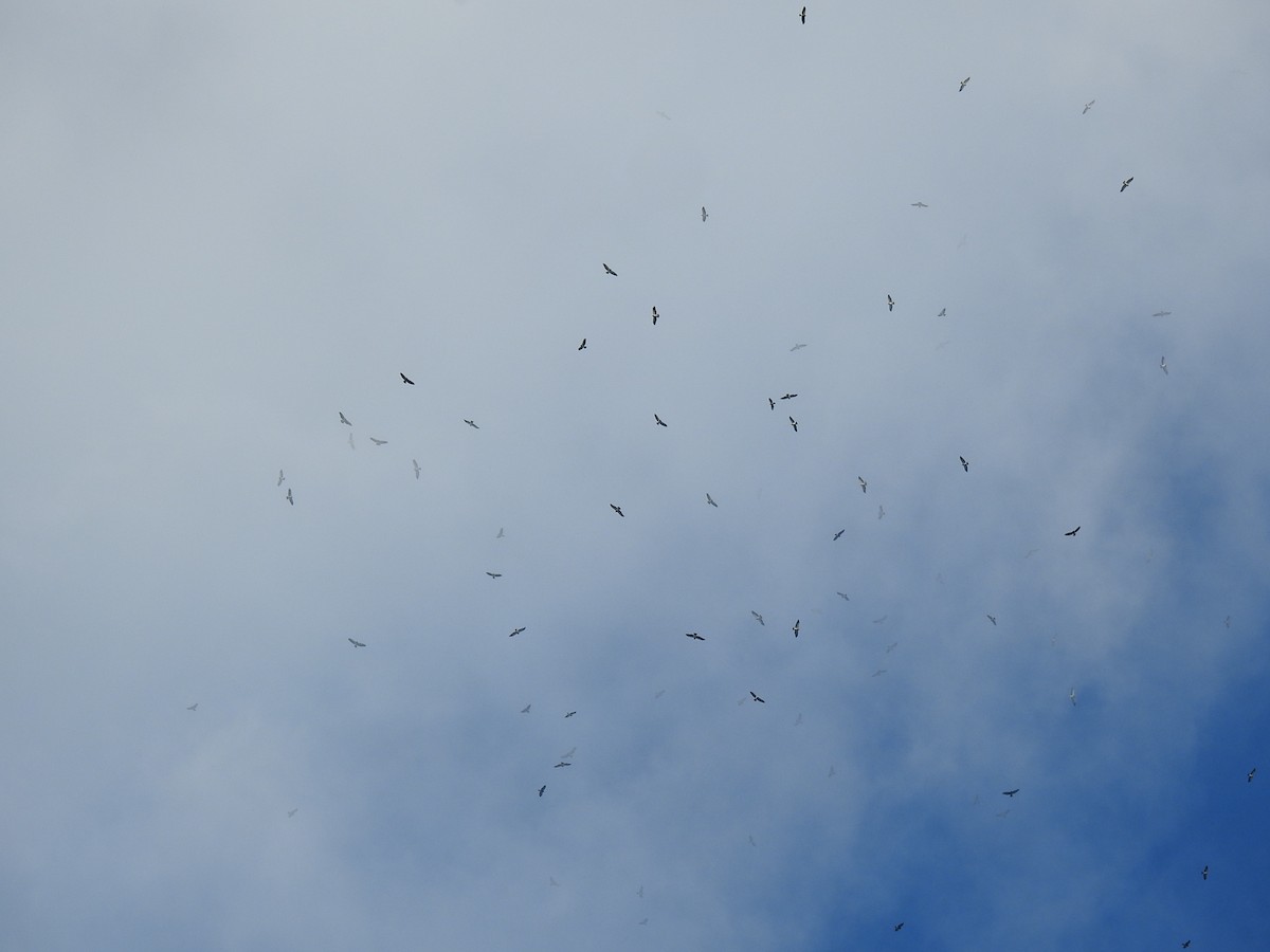 Swainson's Hawk - ML645066803