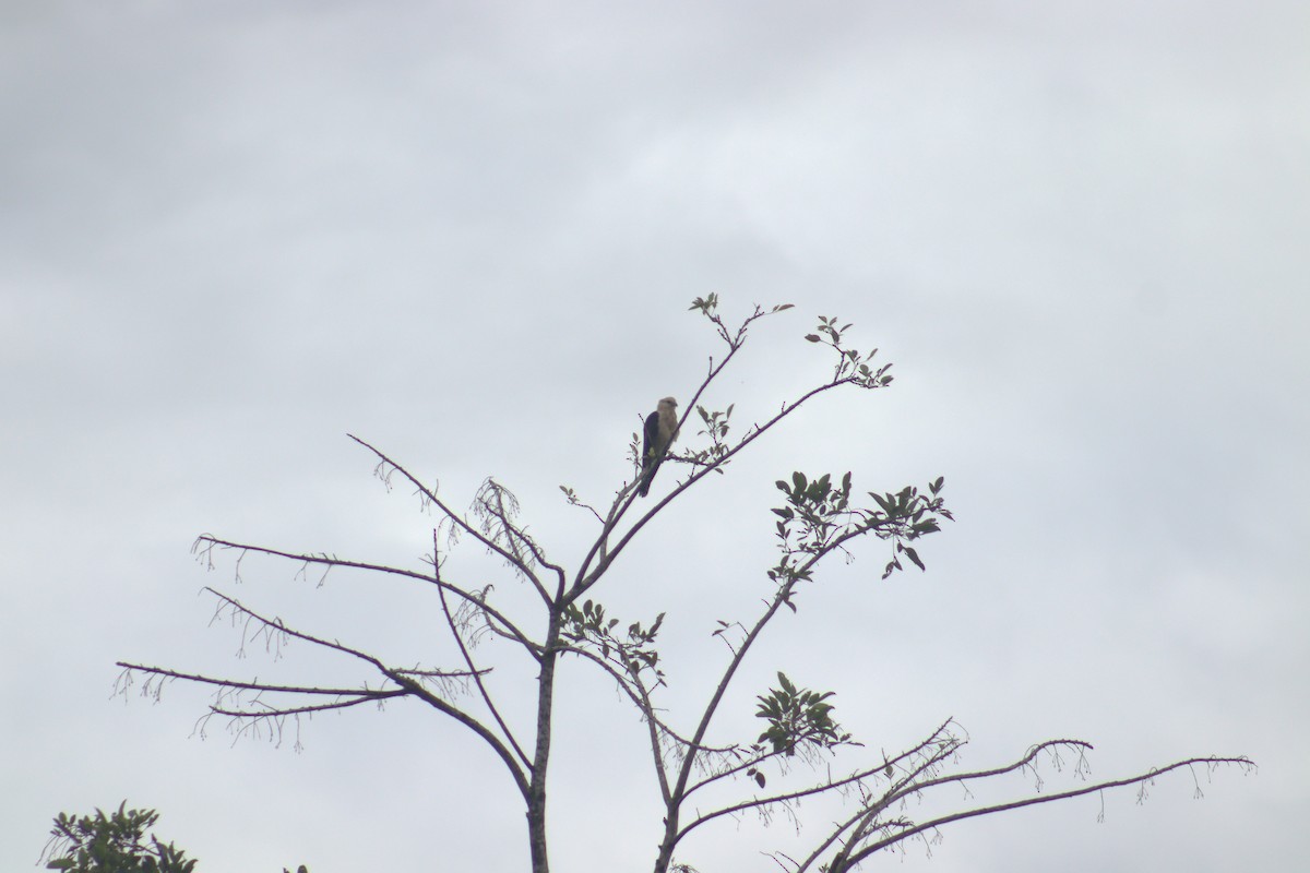 Yellow-headed Caracara - ML645066804
