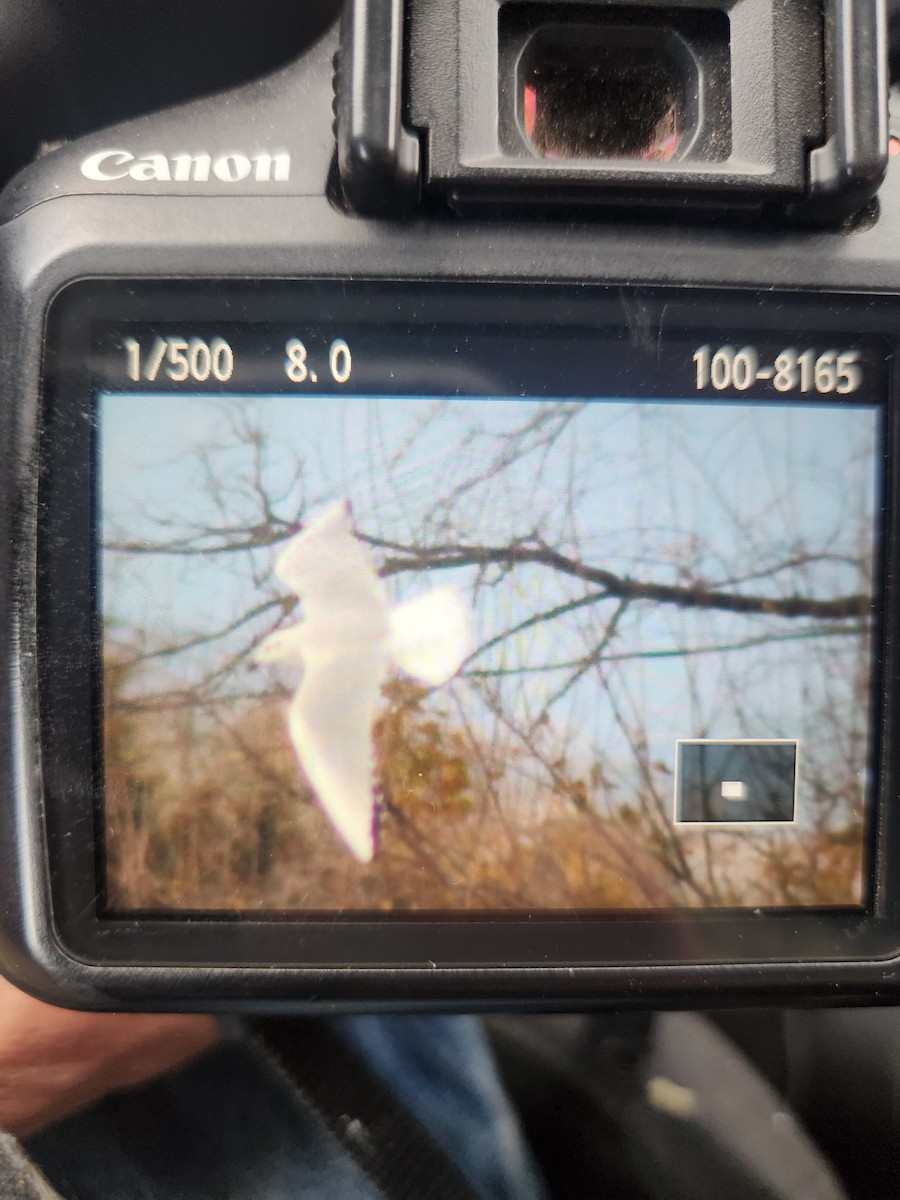 Bonaparte's Gull - ML645066805