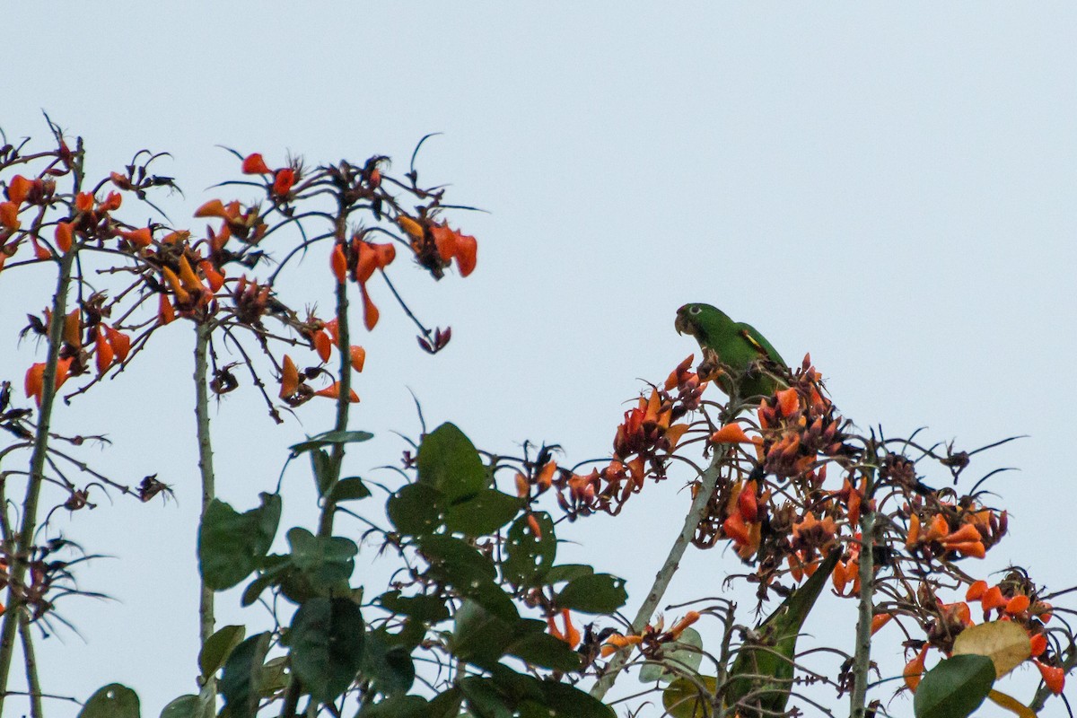 Crimson-fronted Parakeet - ML645066807