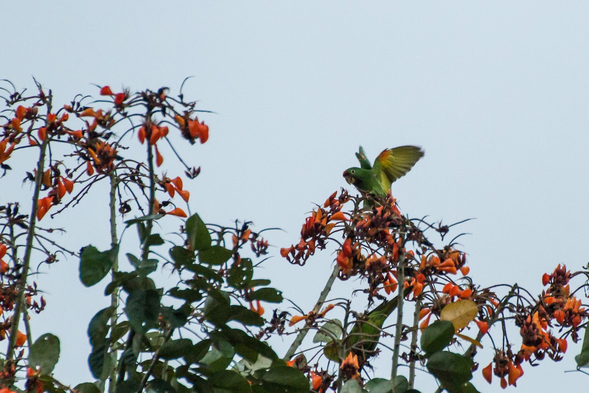 Crimson-fronted Parakeet - ML645066808