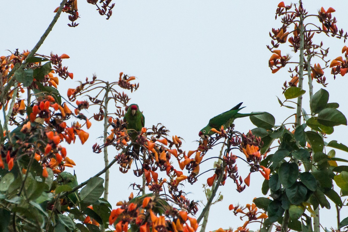 Crimson-fronted Parakeet - ML645066809