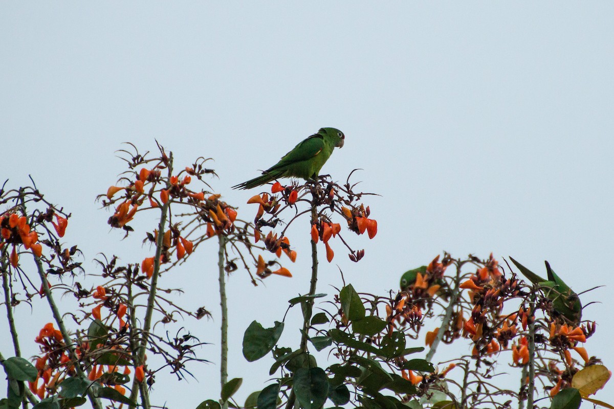 Crimson-fronted Parakeet - ML645066810