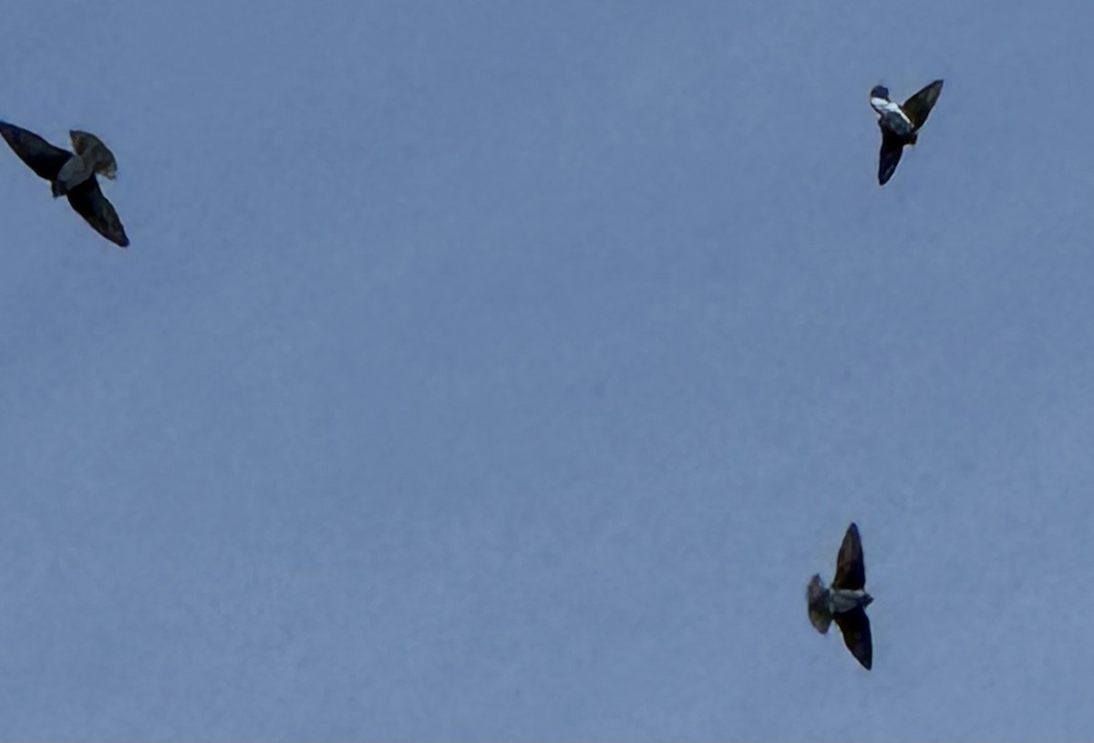 Elai kolorebikoa - ML645066811