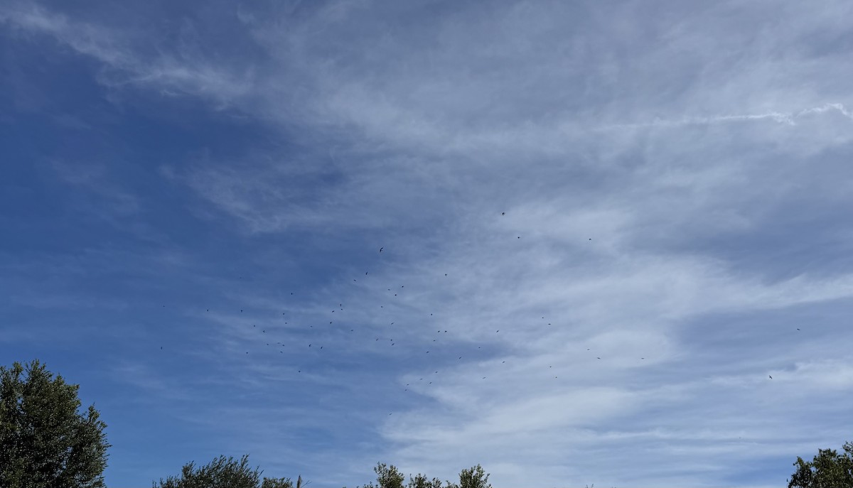 Elai kolorebikoa - ML645066812