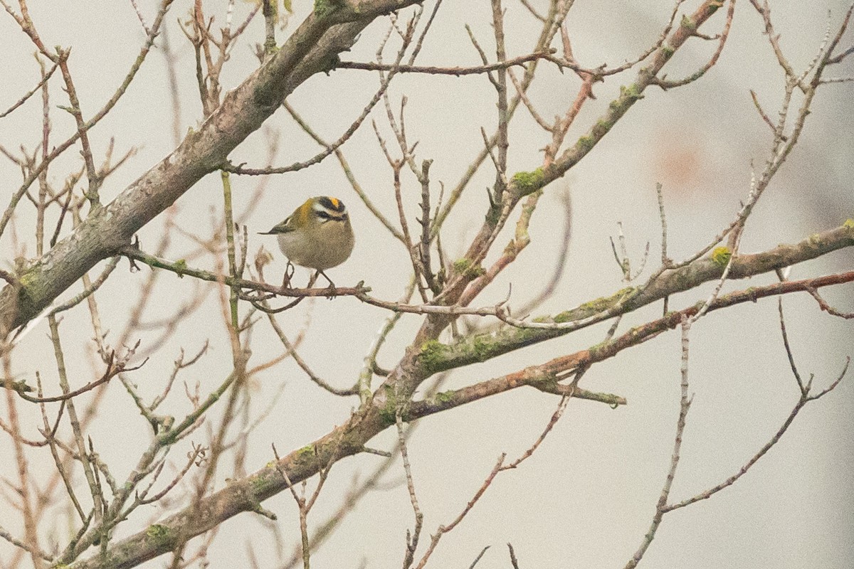 Erregetxo bekainzuria - ML645066814